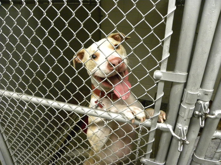 East Lake Animal Clinic's big dog boarding kennel which shows a white dog standing up on its hind legs saying hi