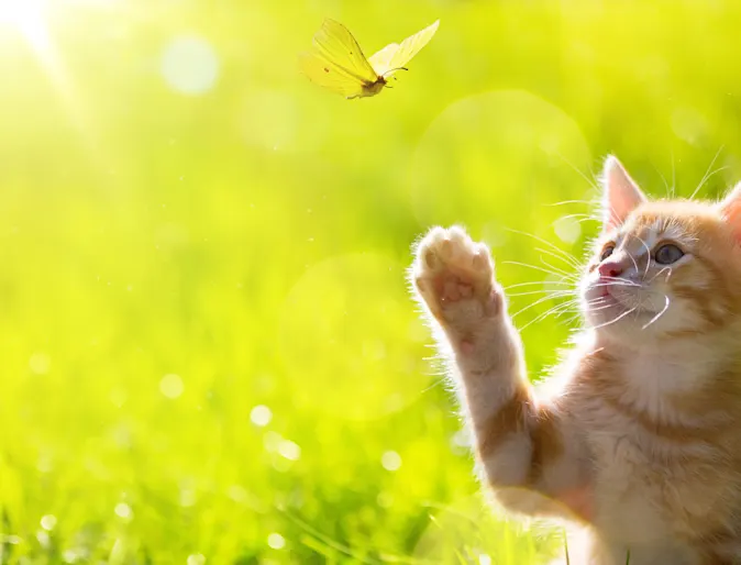Cat in a field pawing at a butterfly Cat in a field pawing at a butterfly