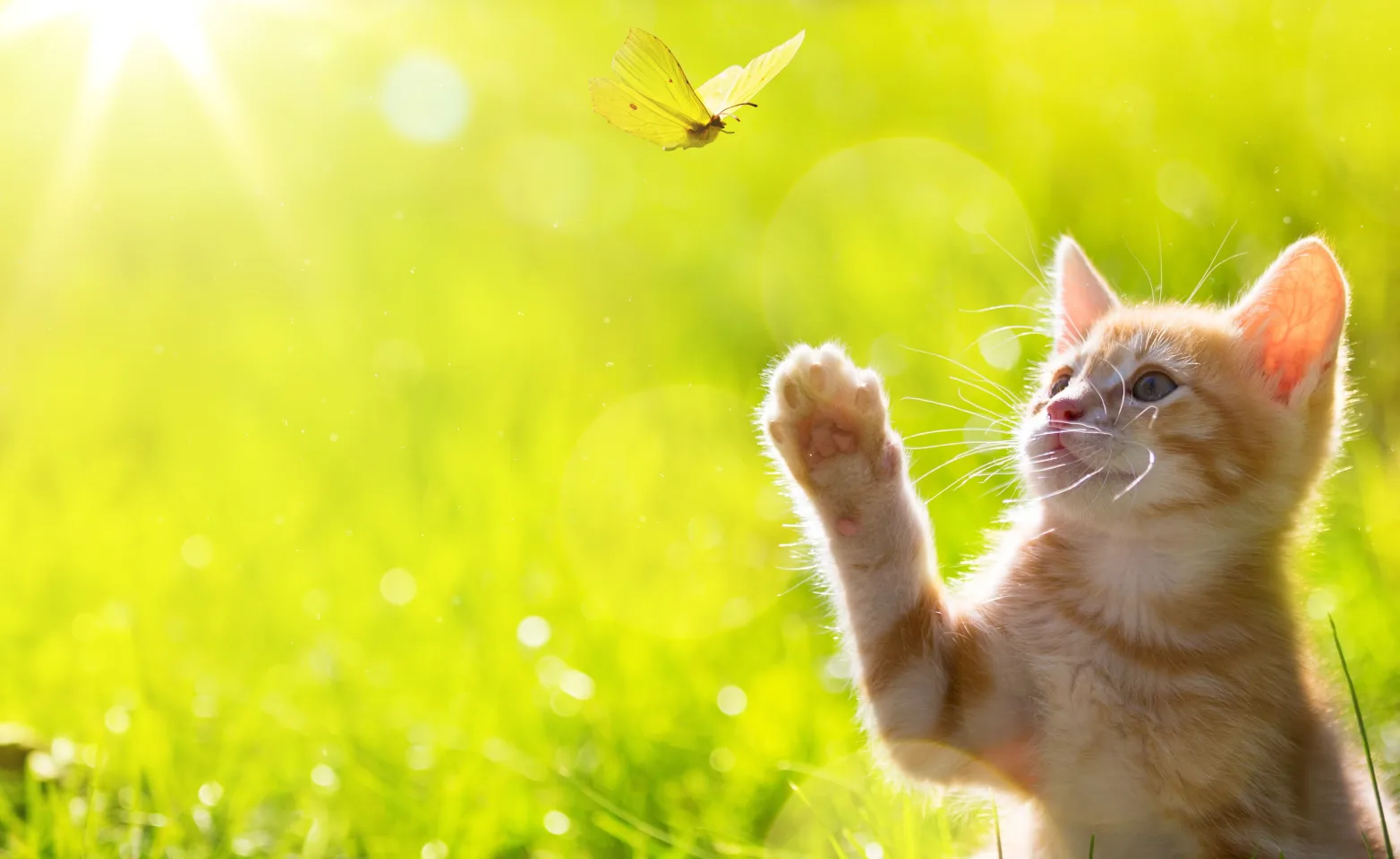 Cat in a field pawing at a butterfly 