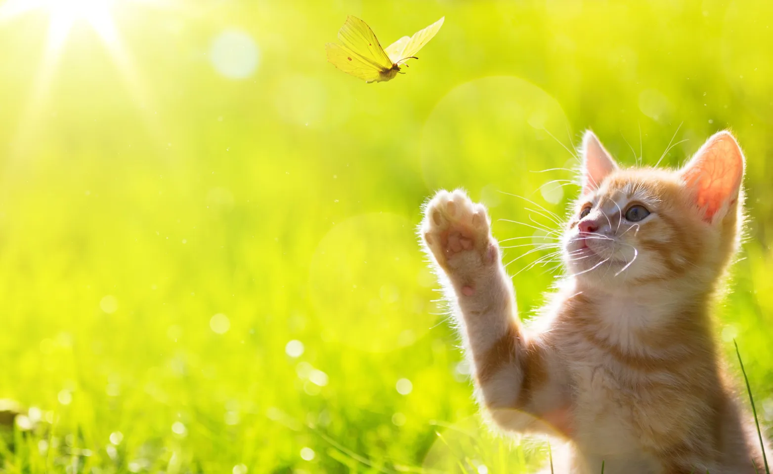 Cat in a field pawing at a butterfly Cat in a field pawing at a butterfly
