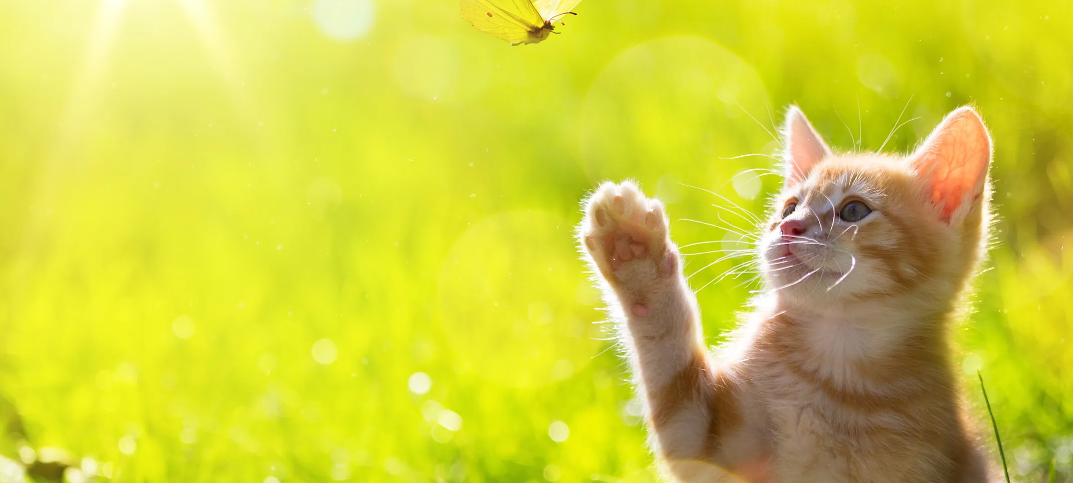 Cat in a field pawing at a butterfly 