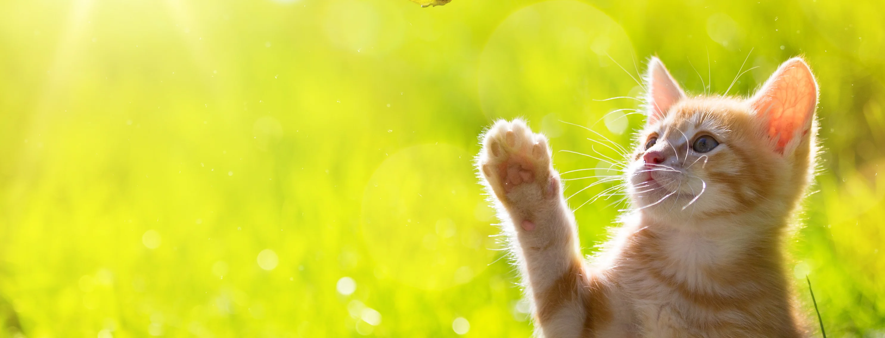 Cat in a field pawing at a butterfly 