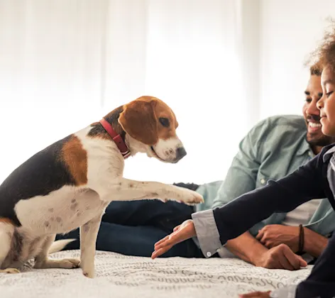 Dog being pet by girl inside Dog being pet by girl inside