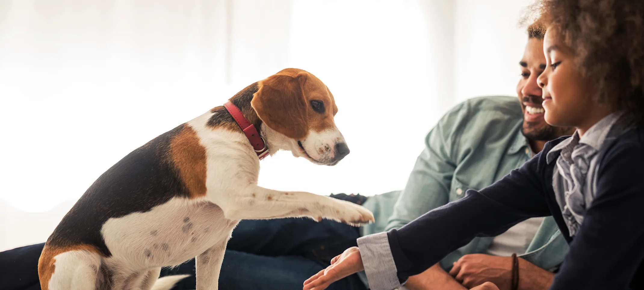 Dog being pet by girl inside Dog being pet by girl inside