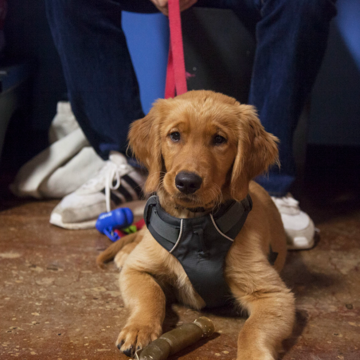 Dog sitting at Doguroo