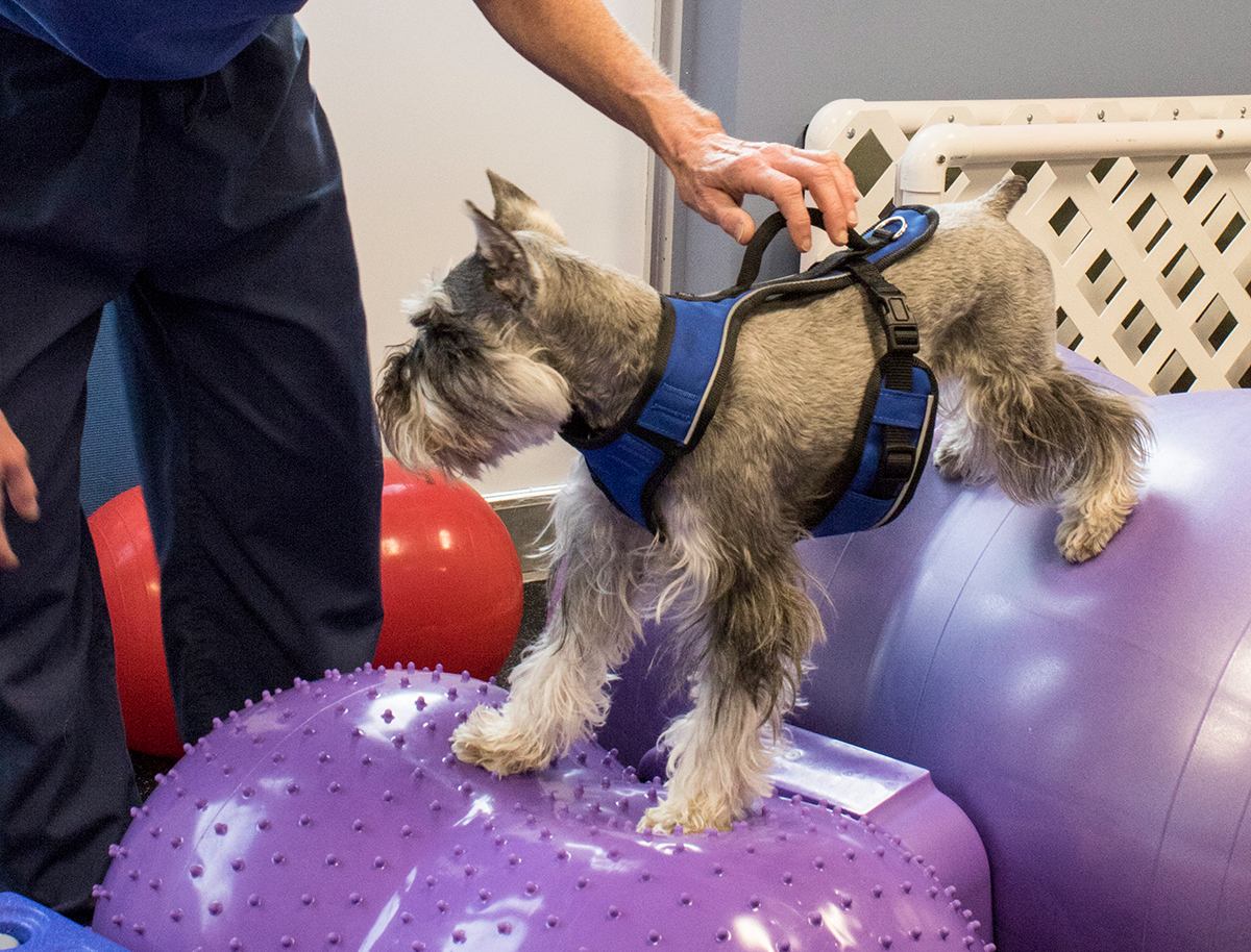 Dog in a harness balancing on large yoga balls
