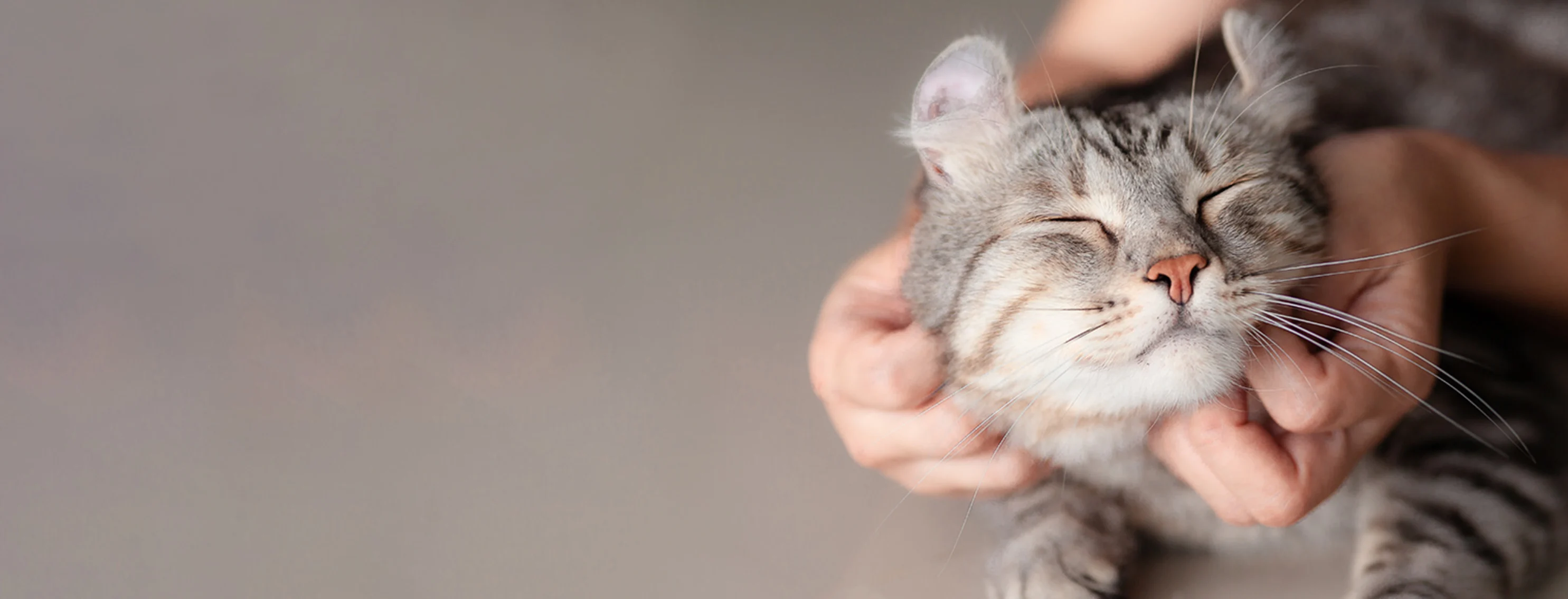 A happy cat being held with a gray background