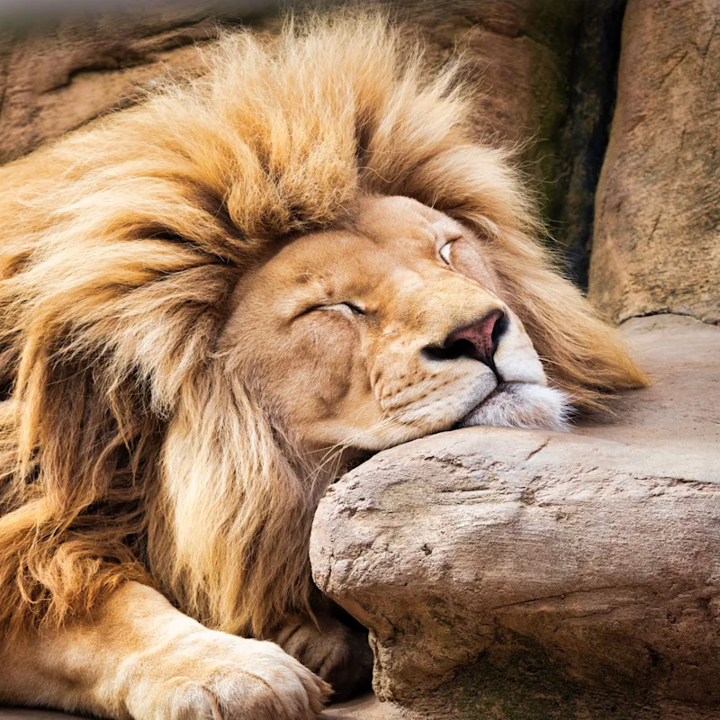 The lion of zion The lion of zion