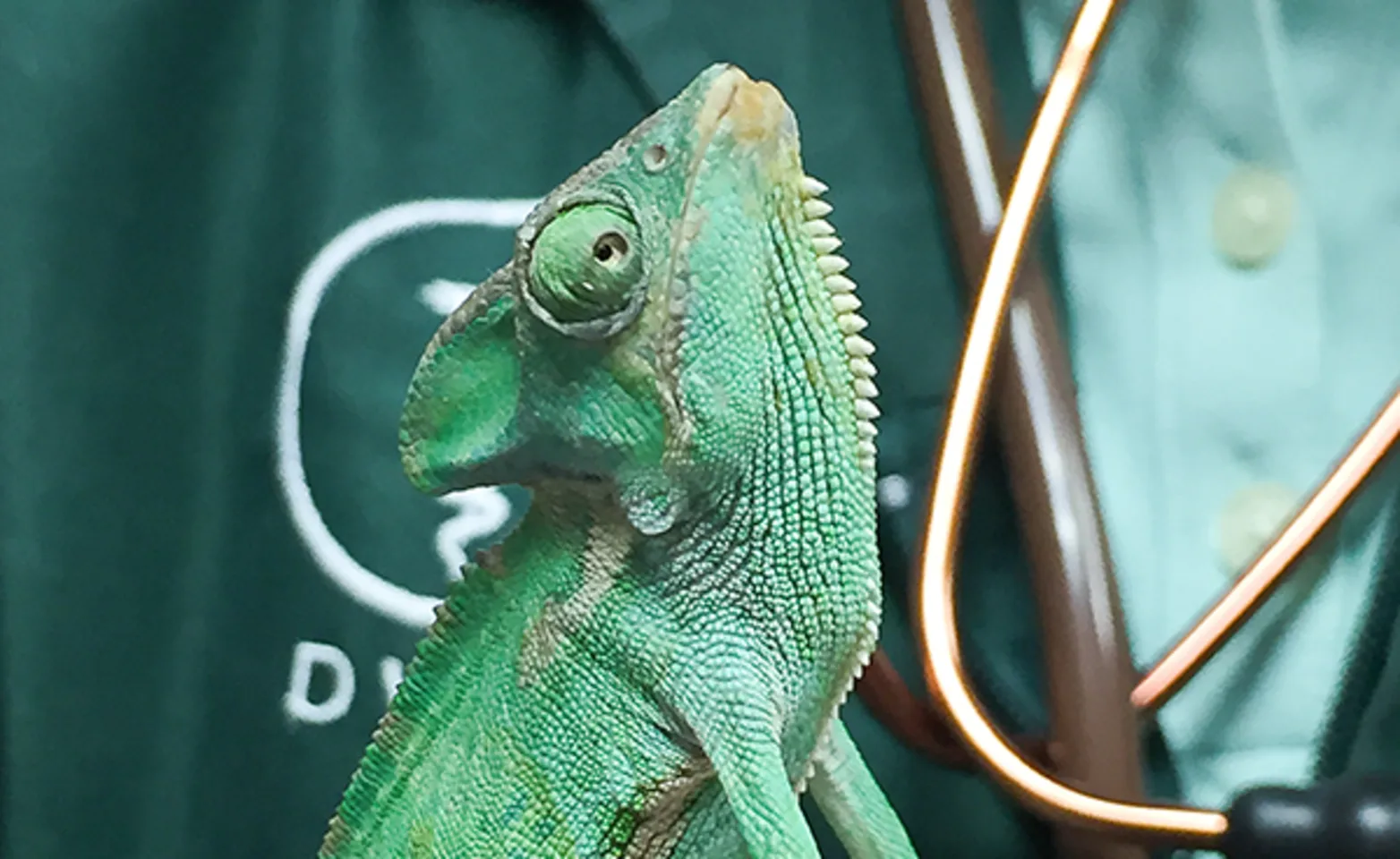 chameleon drinking water