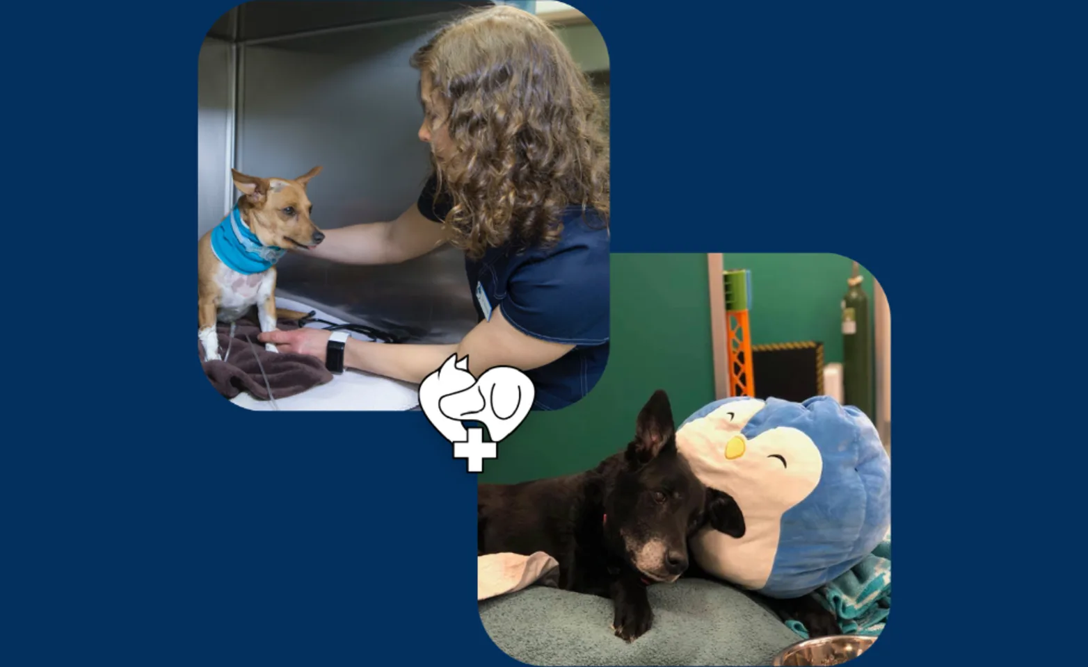 staff member wearing a medical face mask holds a sleeping puppy to their chest