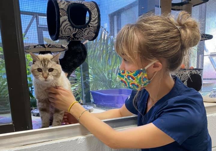 Petco store cat boarding