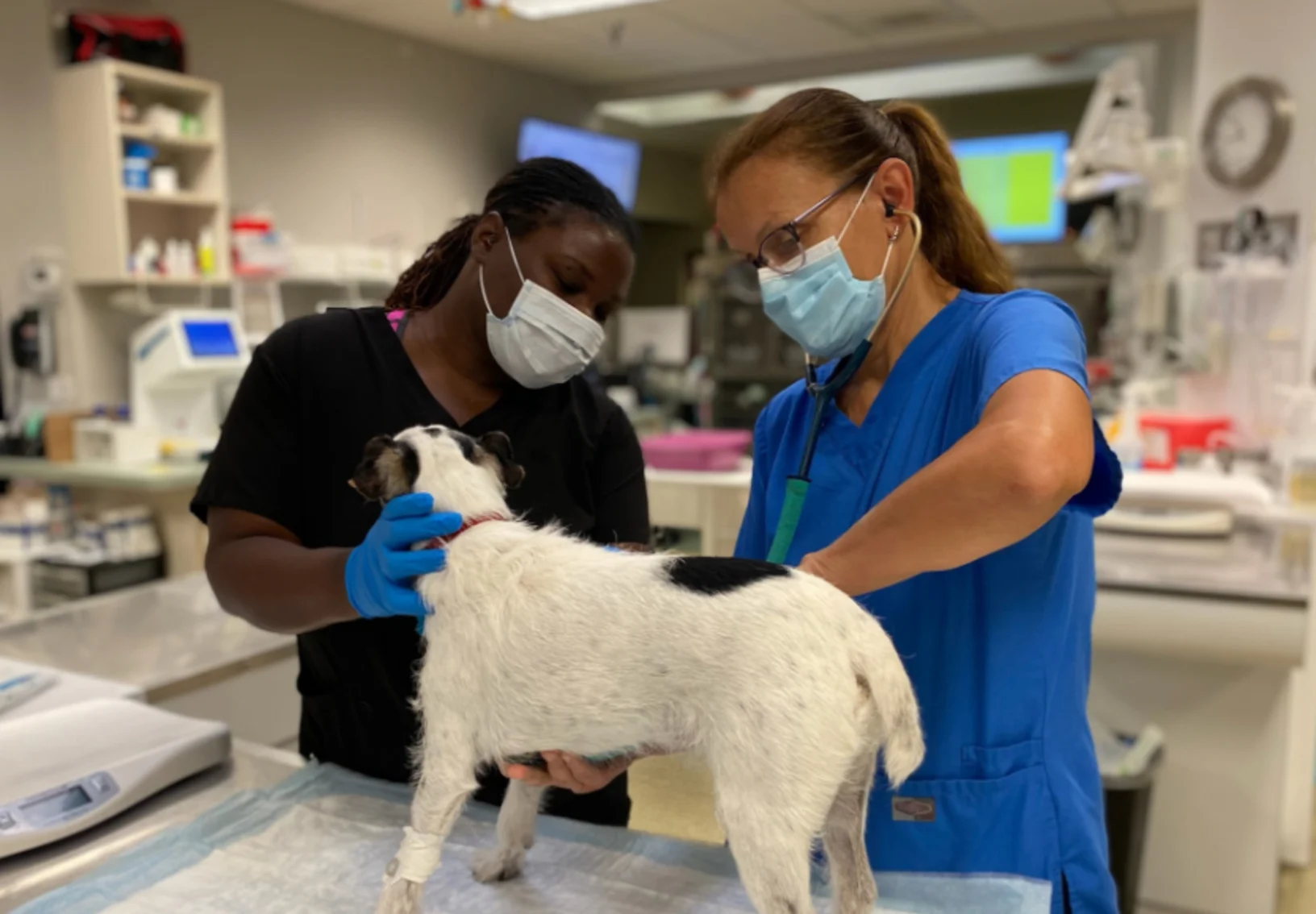 Veterinarians healing a dog