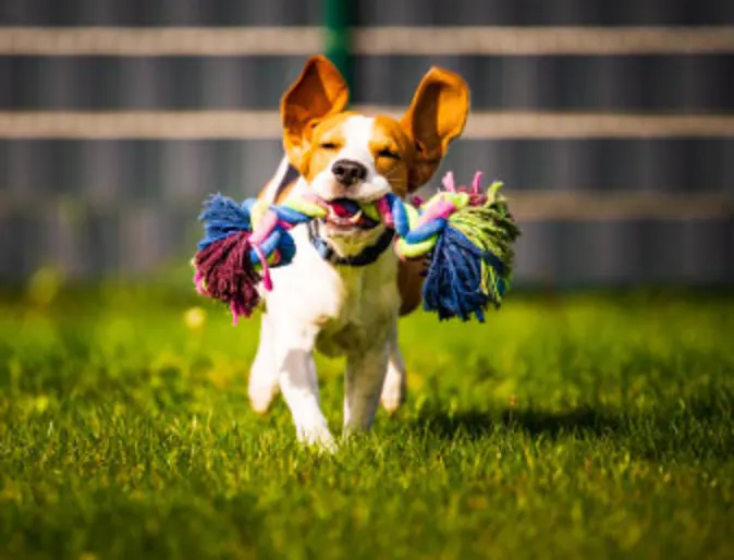 Dog running with toy