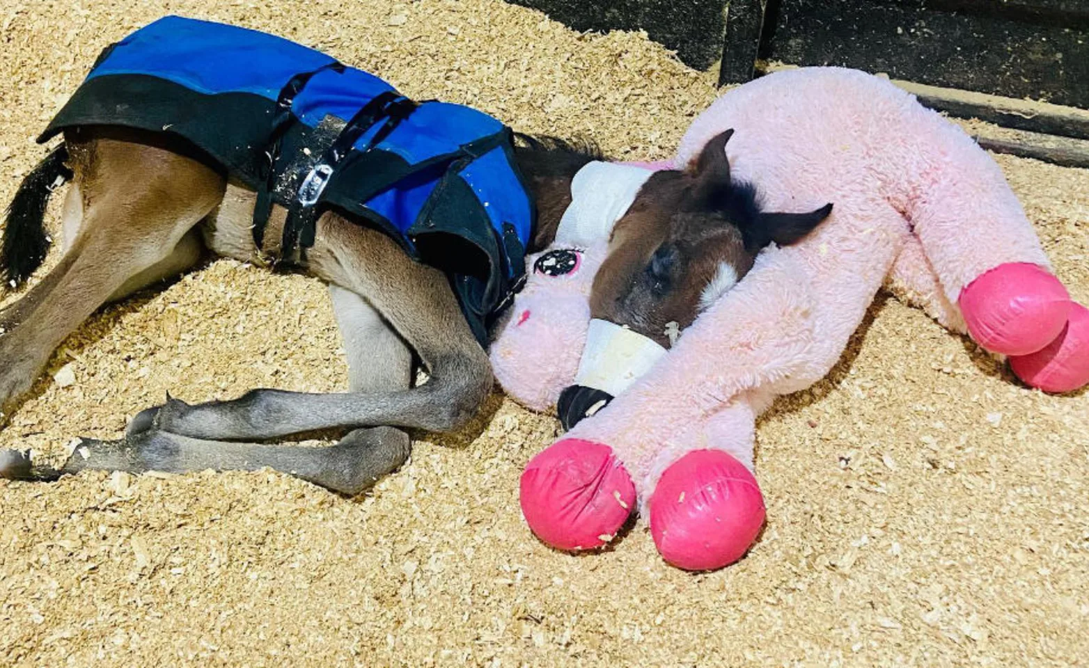 Foal with a blue vest on laying down cuddling a stuffed pink unicorn