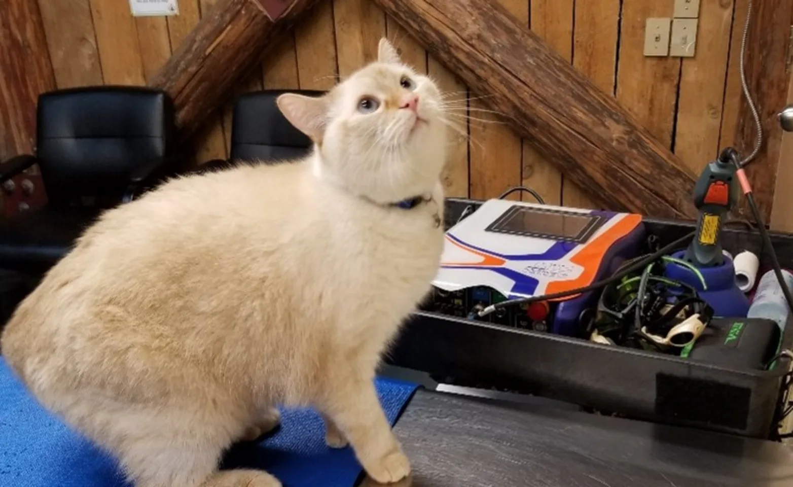 Cat sitting on therapy table Cat sitting on therapy table