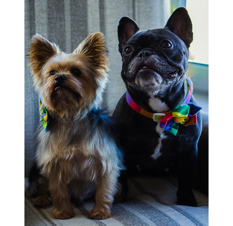 Close up of Simon and Maggie (two dogs) sitting on a couch