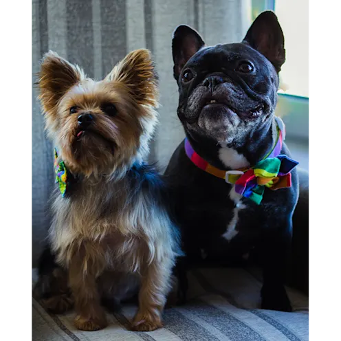 Close up of Simon and Maggie (two dogs) sitting on a couch Close up of Simon and Maggie (two dogs) sitting on a couch