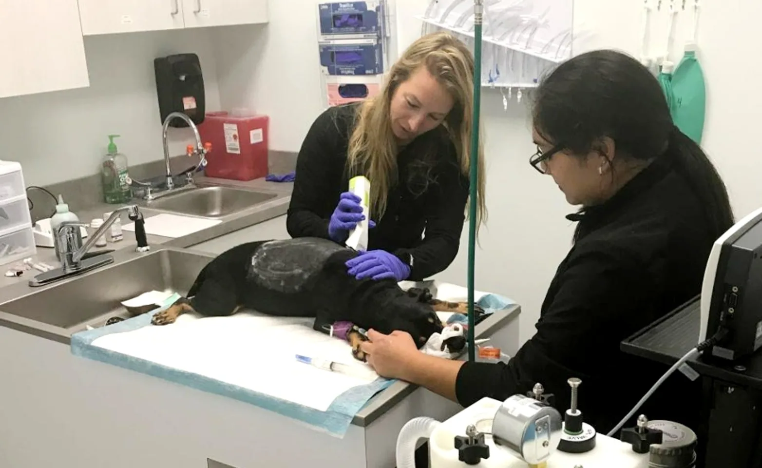 Two veterinary staff at Specialists in Companion Animal Neurology Clearwater examining a dog