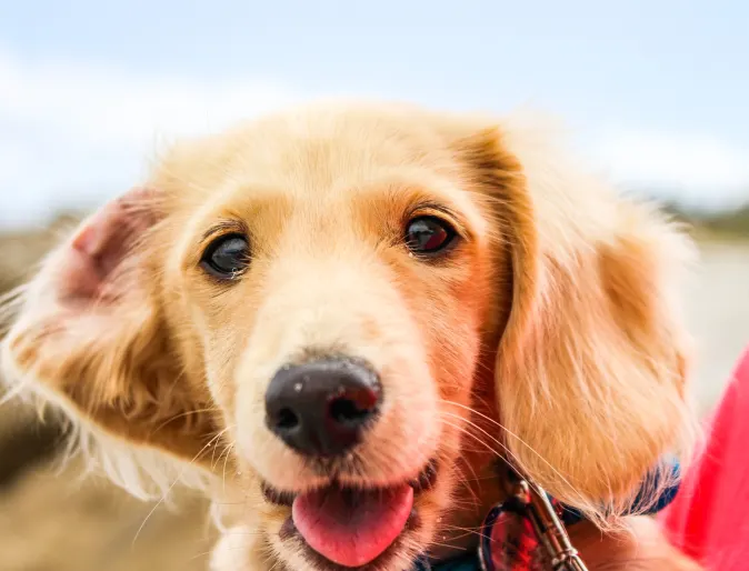 close up of dog's face smiling