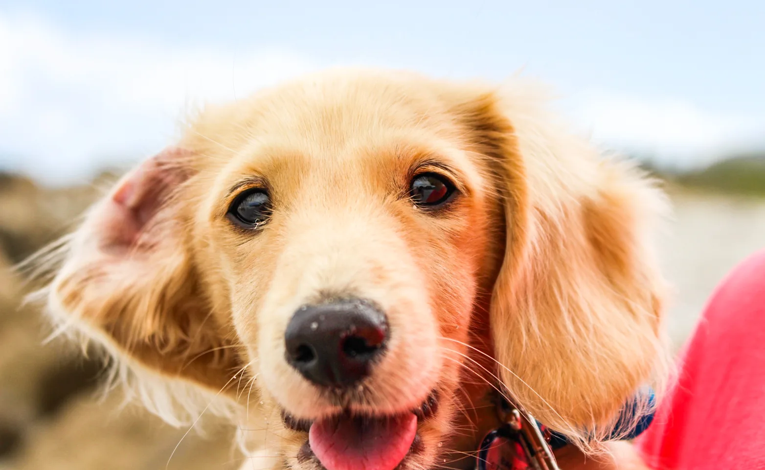 close up of dog's face smiling