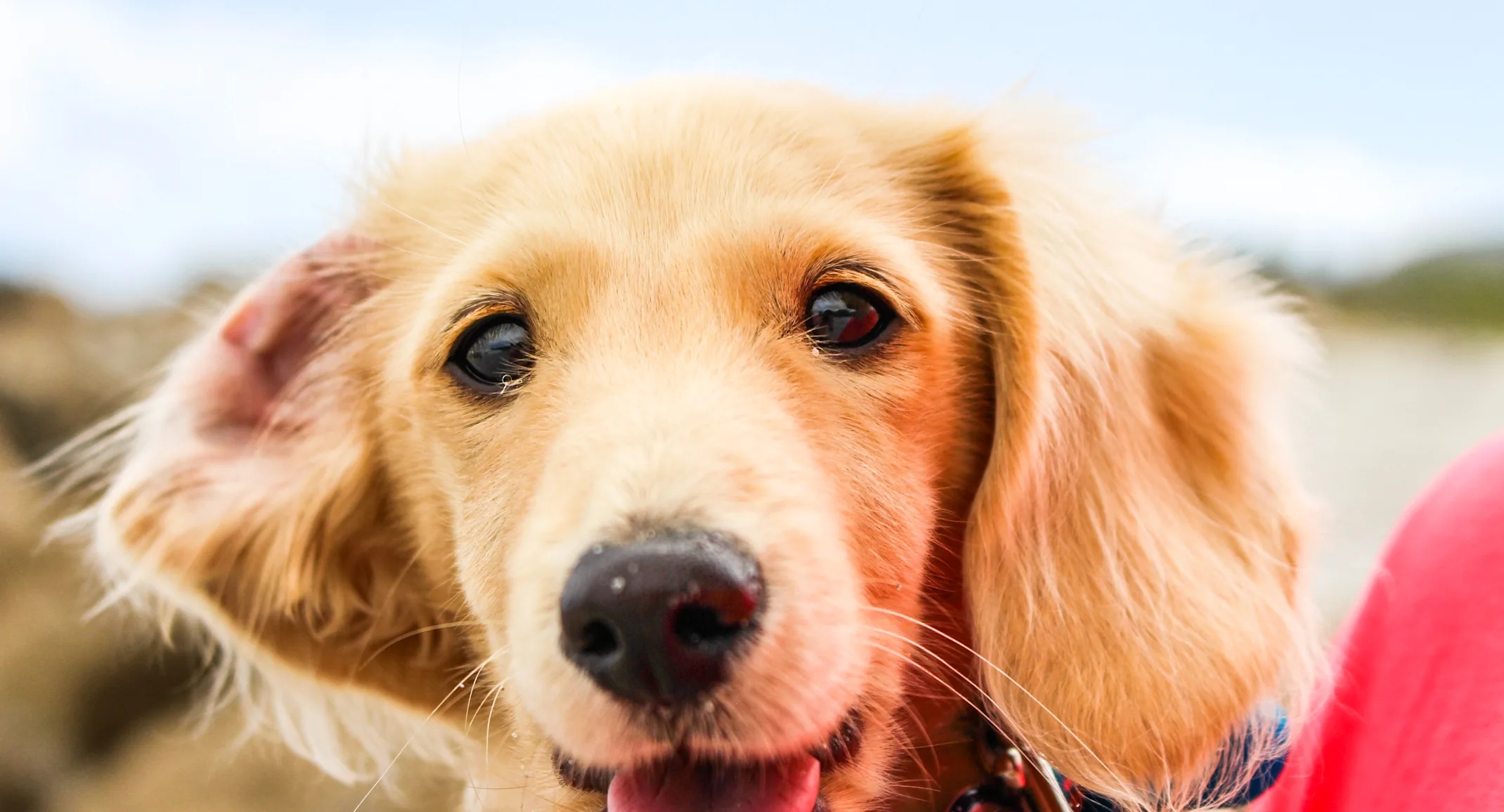 close up of dog's face smiling