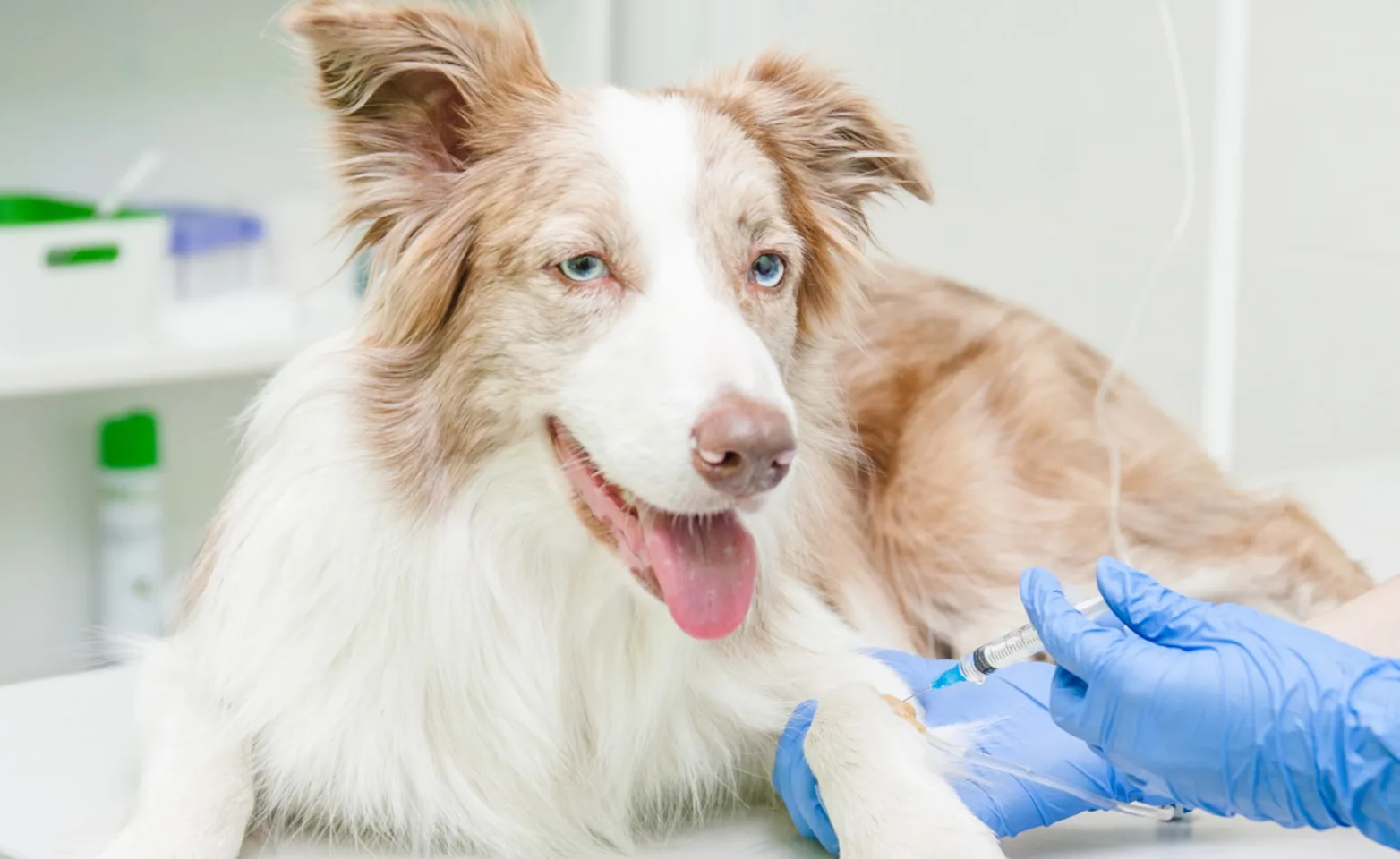 Tan and white dog sitting on an examination table receiving an IV by a veterinarian.