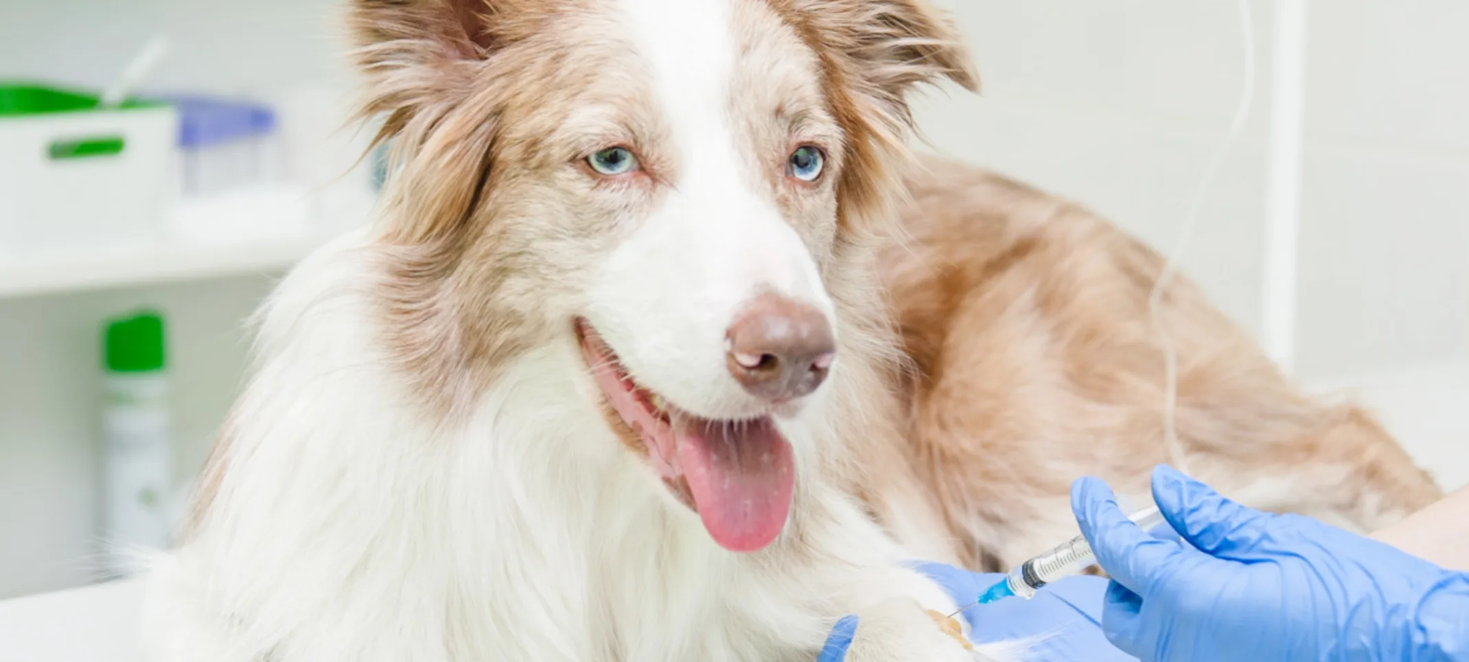 Tan and white dog sitting on an examination table receiving an IV by a veterinarian.