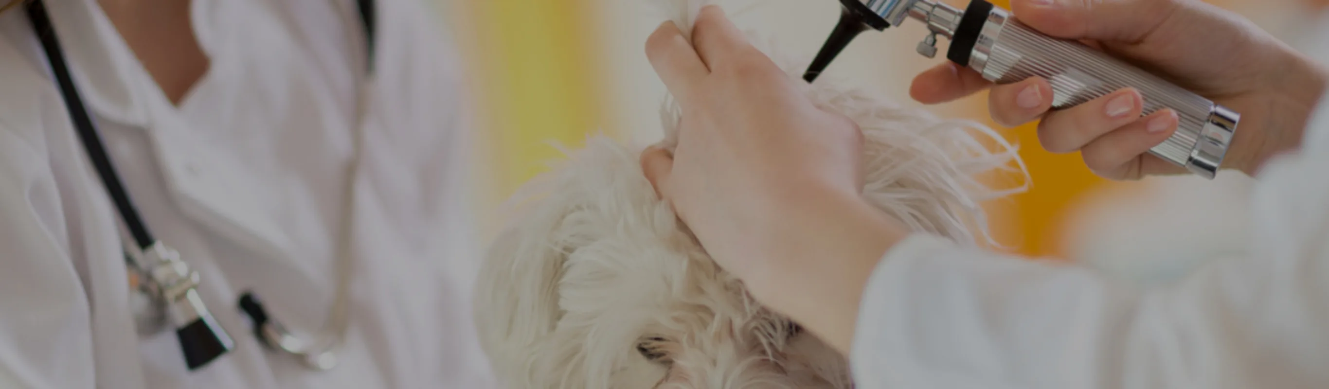 White fluffy dog getting its ear checked by a veterinarian White fluffy dog getting its ear checked by a veterinarian