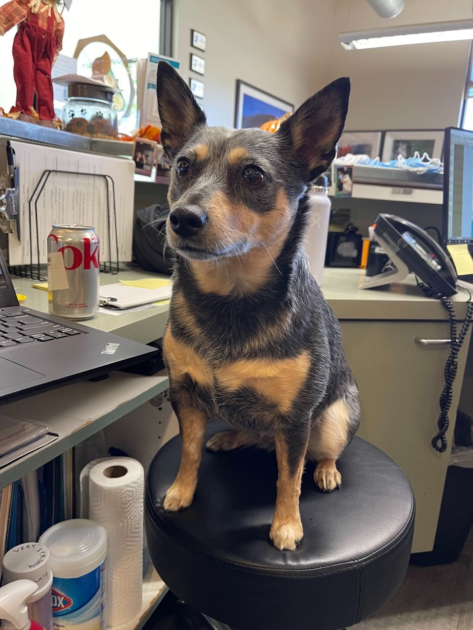 Blue heeler sitting on a stool