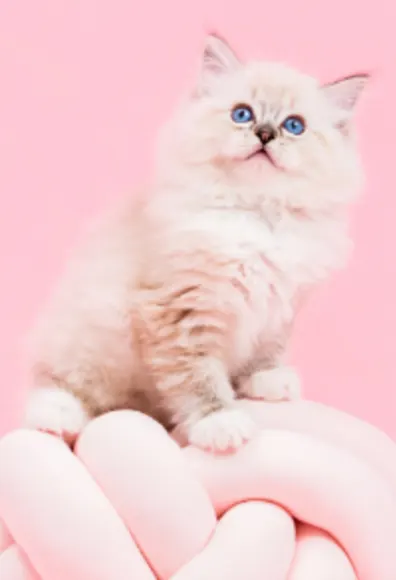 A White Cat Sitting on a Ball of Yarn