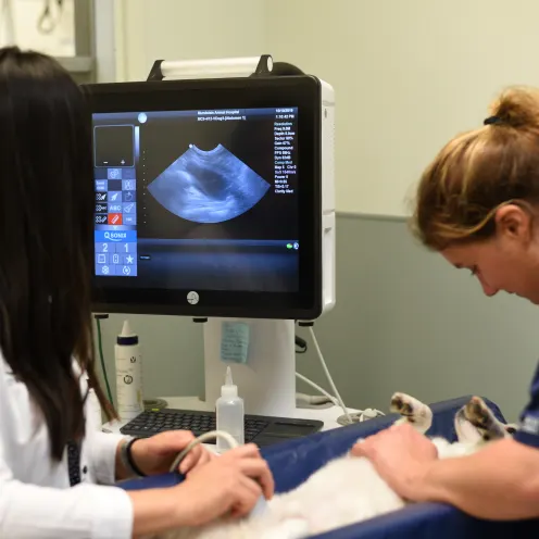 Staff looking at dog's ultrasonagraphy results