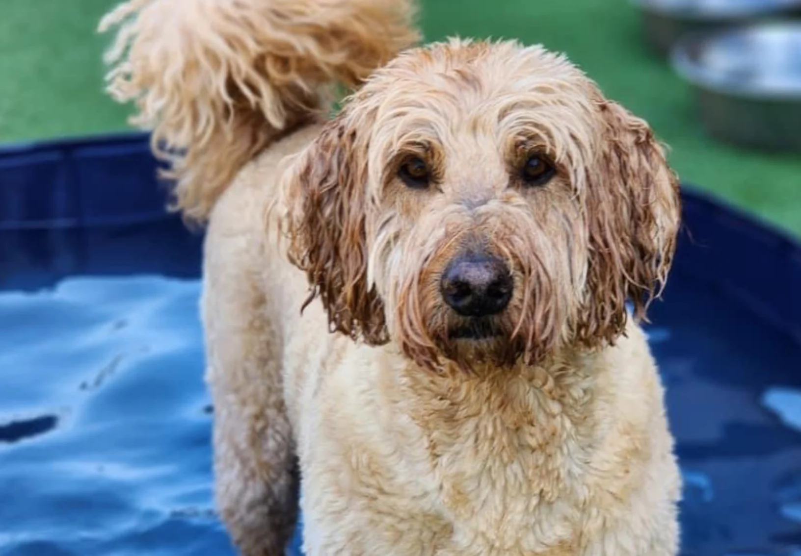 Golden Doodle standing in a miniature pool
