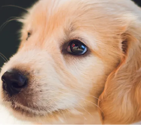 Puppy with red collar Puppy with red collar