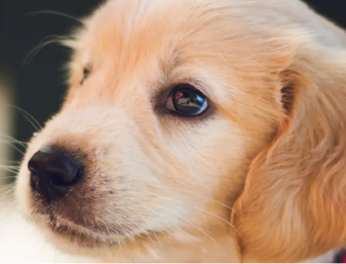 Puppy with red collar