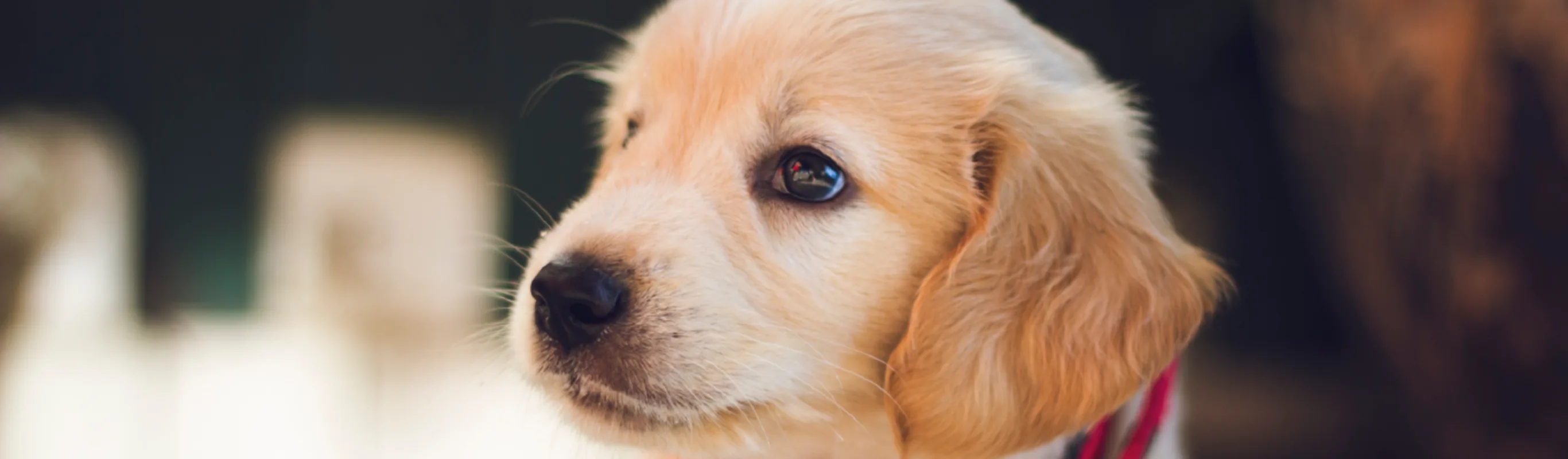 Puppy with red collar