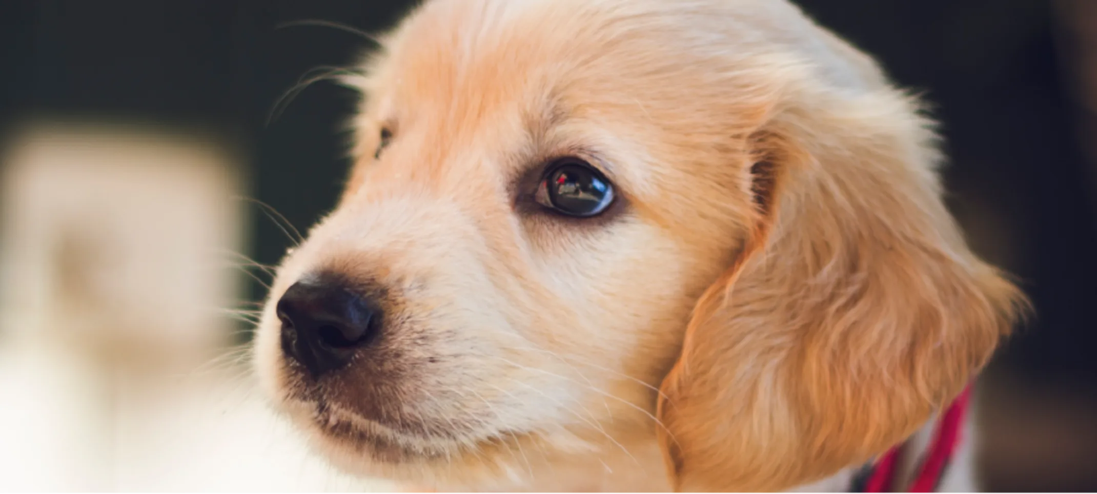 Puppy with red collar Puppy with red collar