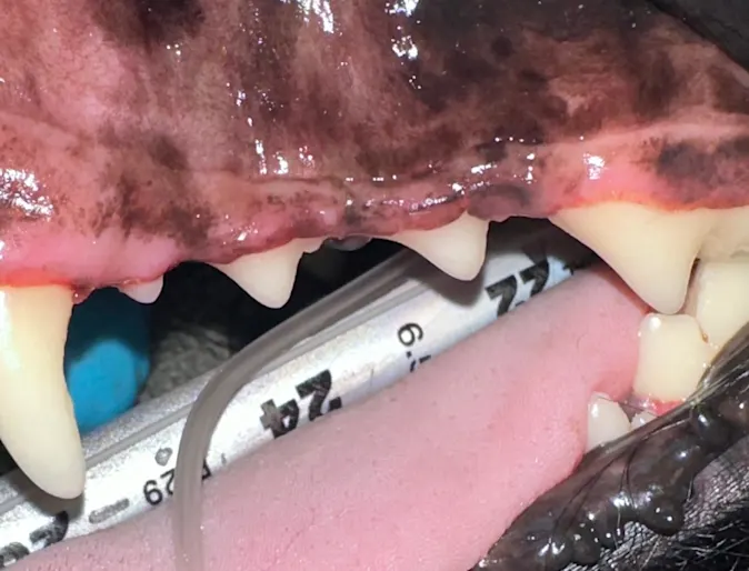 Grade 1 upper with mild gum inflammation Grade 1 upper with mild gum inflammation