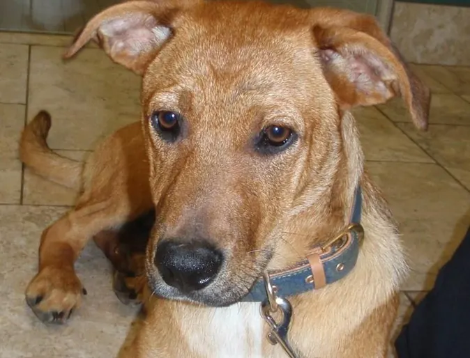 Neville the puppy Neville the puppy