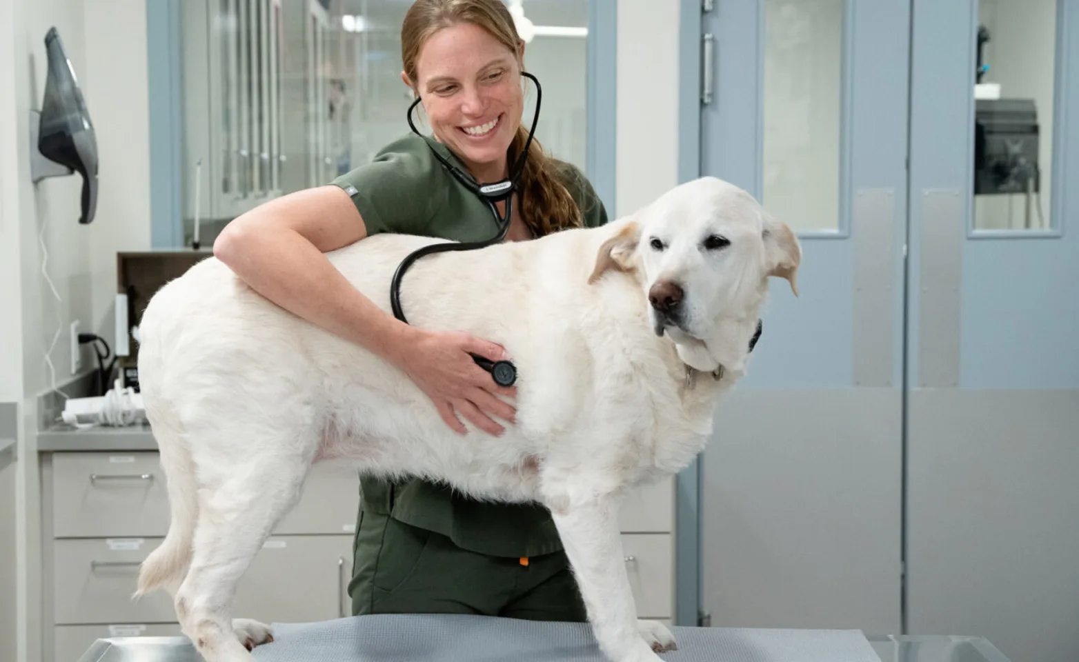 A vet listening to a dog's heartbeat. A vet listening to a dog's heartbeat.