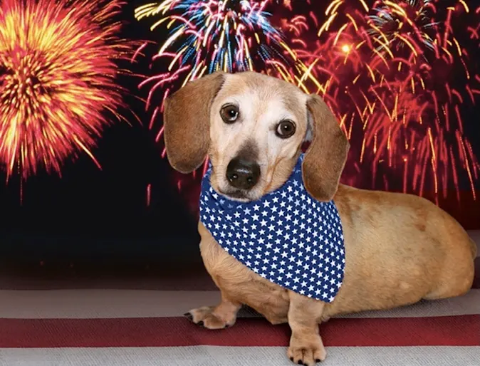 Small dog wearing bandana with fireworks backdrop Small dog wearing bandana with fireworks backdrop