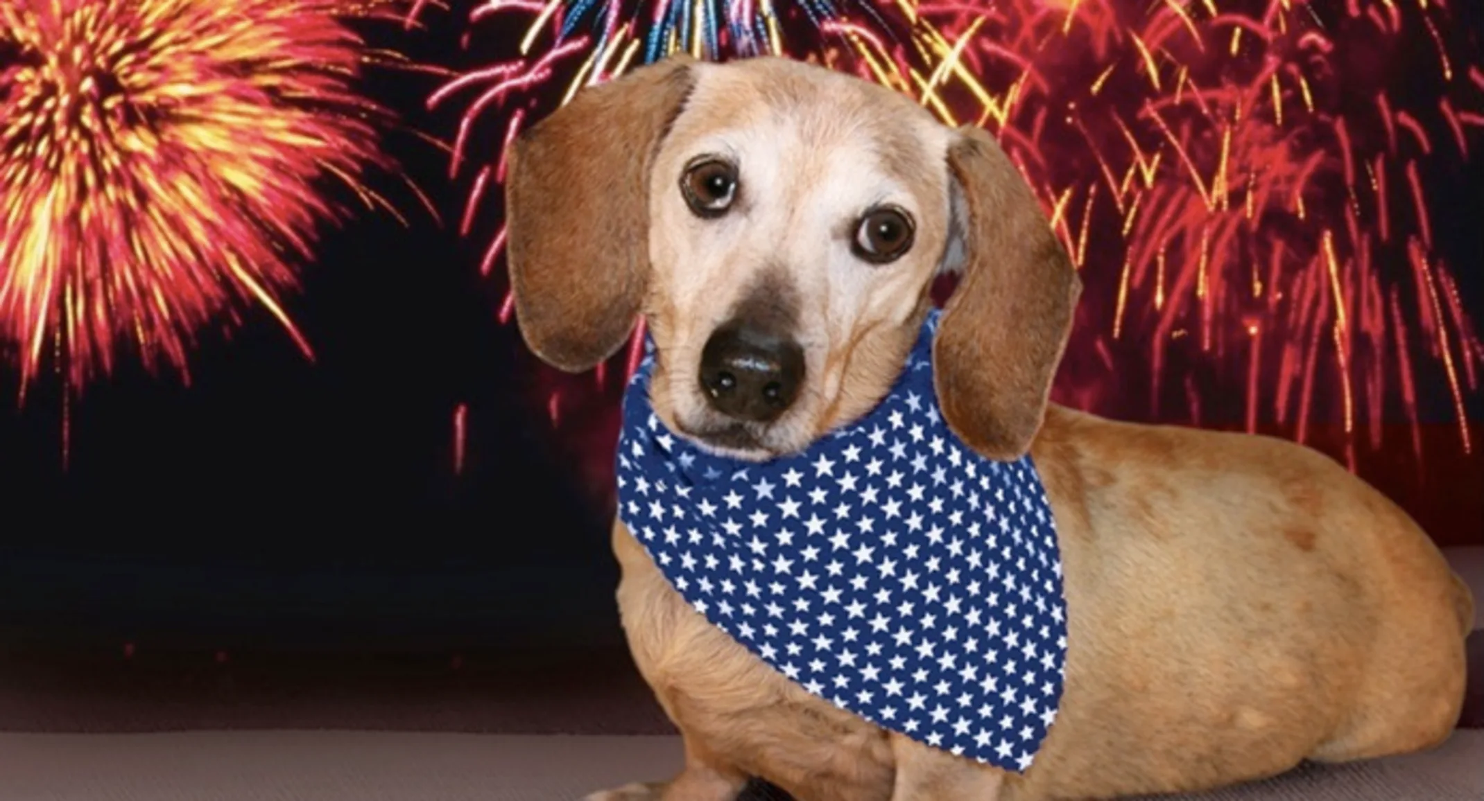 Small dog wearing bandana with fireworks backdrop Small dog wearing bandana with fireworks backdrop