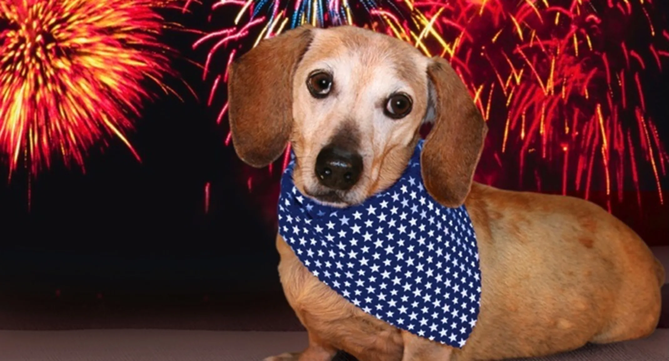 Small dog wearing bandana with fireworks backdrop