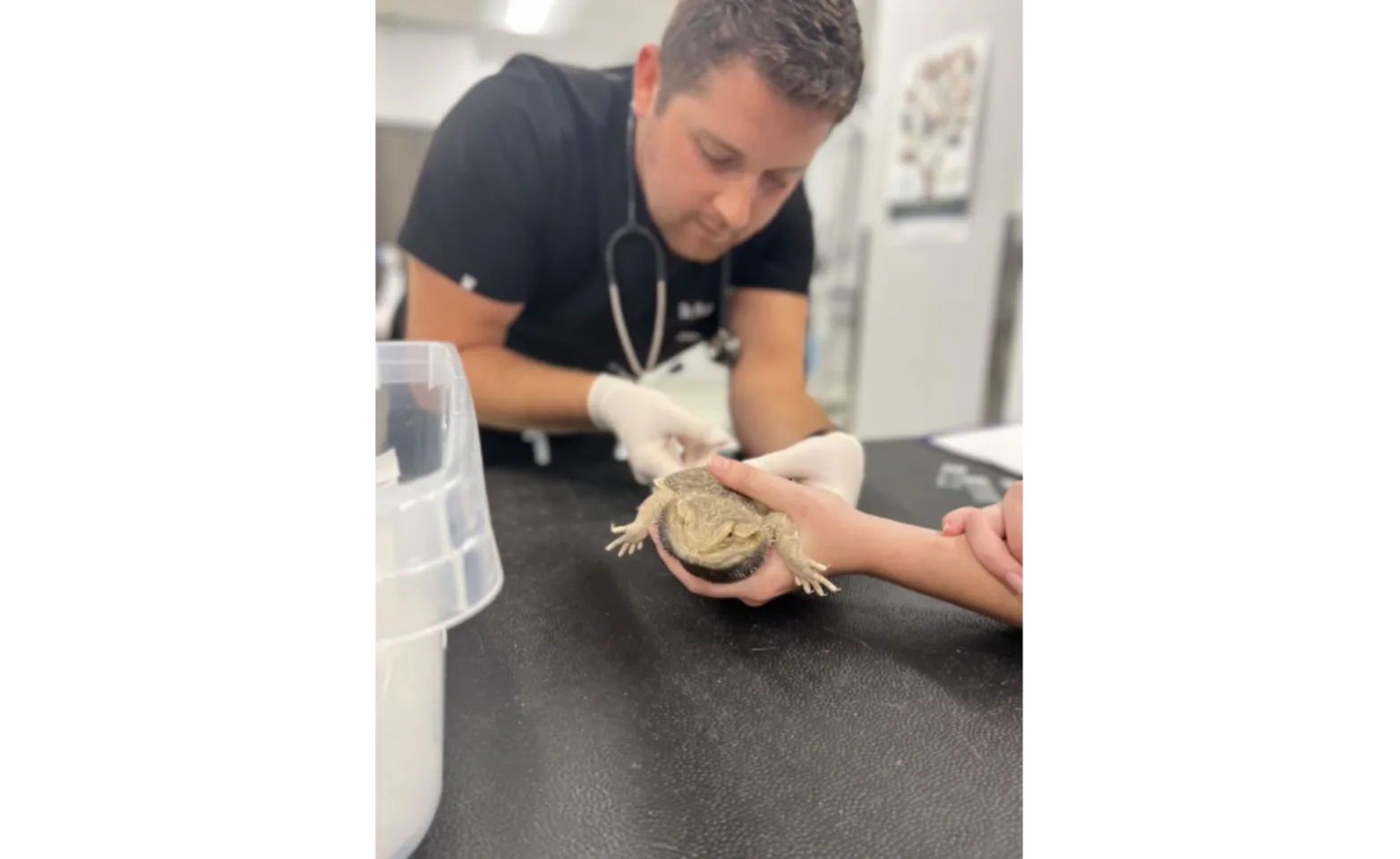 A vet taking care of a lizard A vet taking care of a lizard