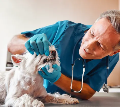 Male Veterinarian is checking a white dog's teeth.