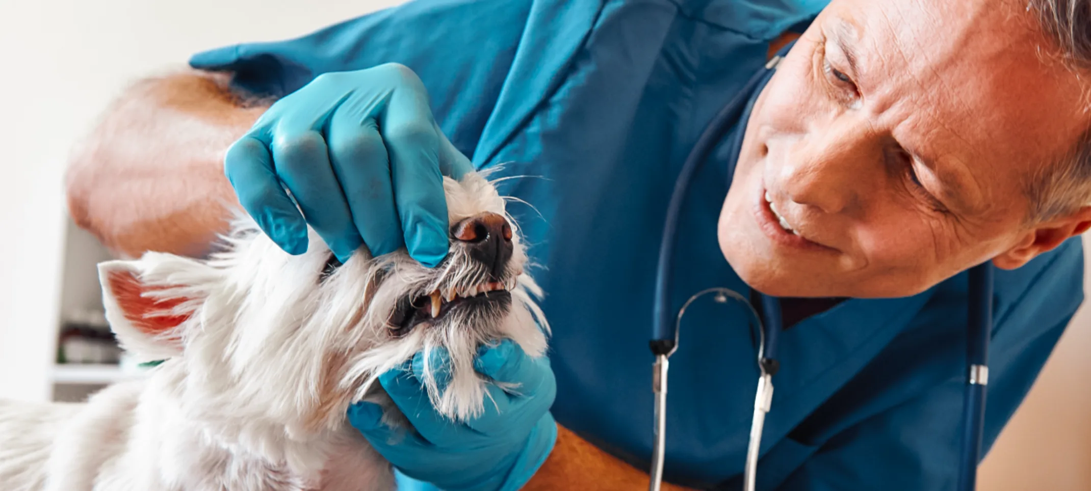 Male Veterinarian is checking a white dog's teeth.