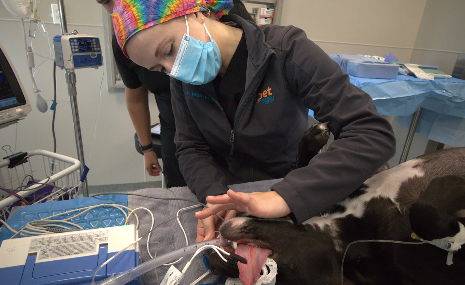 Doctor Examining Dog's Breathing Tube Doctor Examining Dog's Breathing Tube