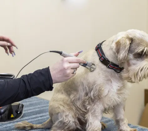 Dog receiving laser therapy