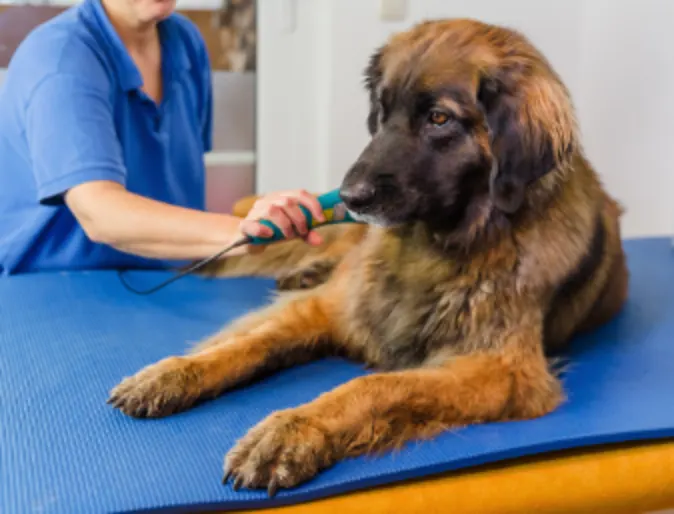 A Brown Dog Receiving Laser Therapy A Brown Dog Receiving Laser Therapy