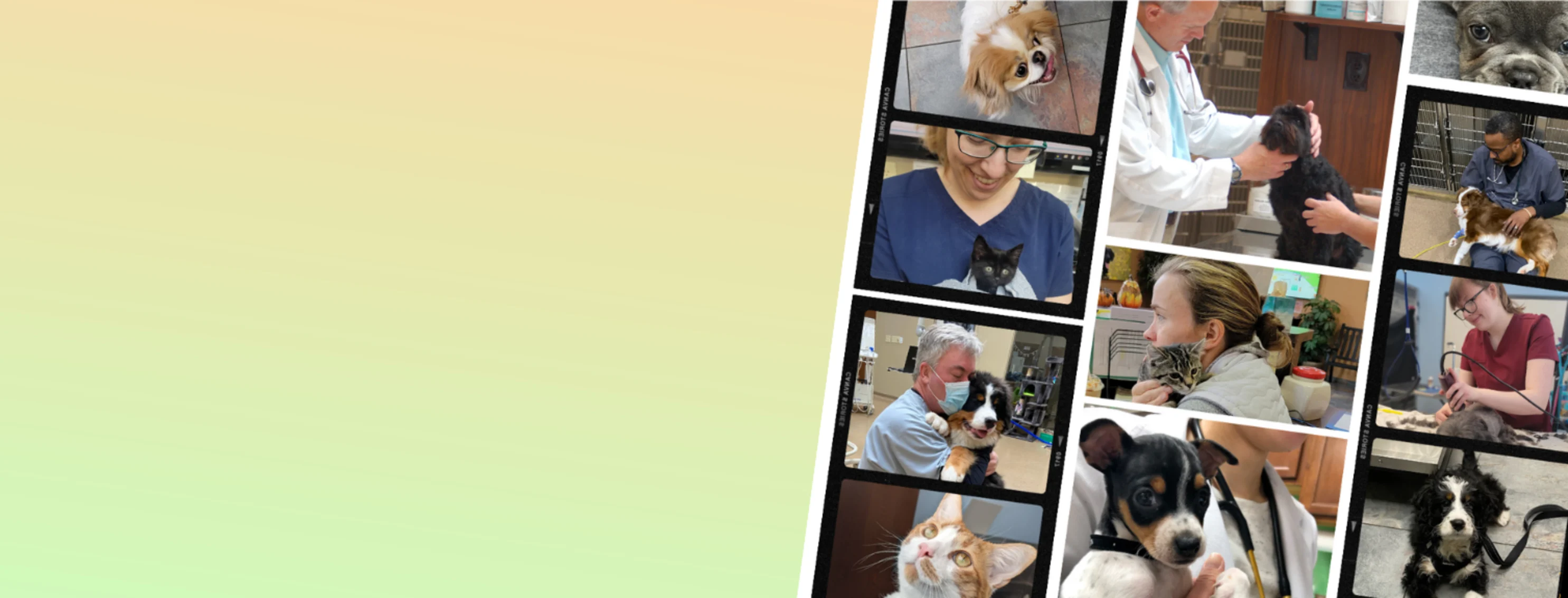 Team Photo Collage of Staff & Patients at Michigan Road Animal Hospital at 96th Street Team Photo Collage of Staff & Patients at Michigan Road Animal Hospital at 96th Street
