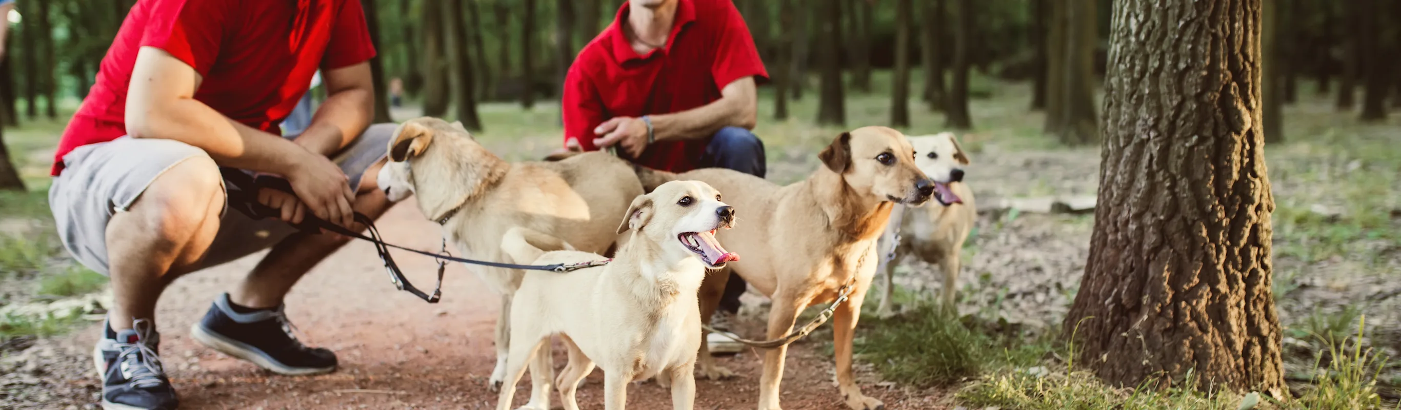 photo of two people walking and caring for 3 dogs photo of two people walking and caring for 3 dogs